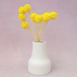 Scabiosa Yellow
