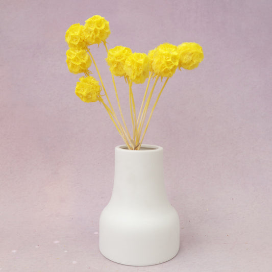 Scabiosa Yellow