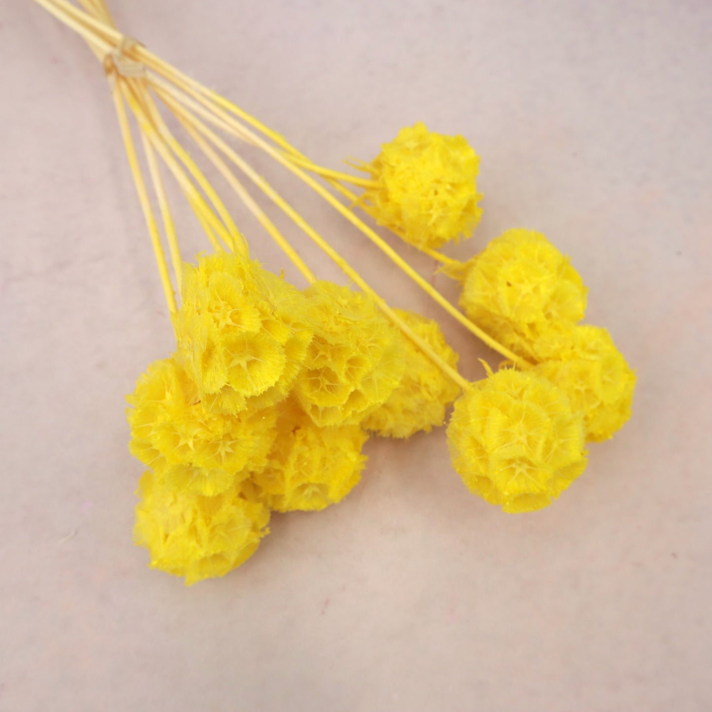 Scabiosa Yellow