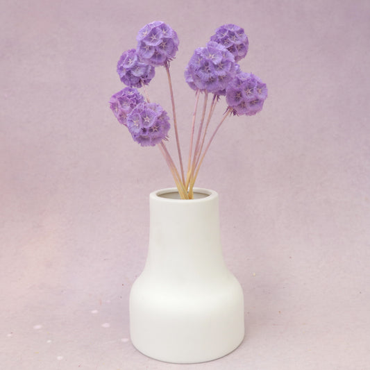 Scabiosa Purple