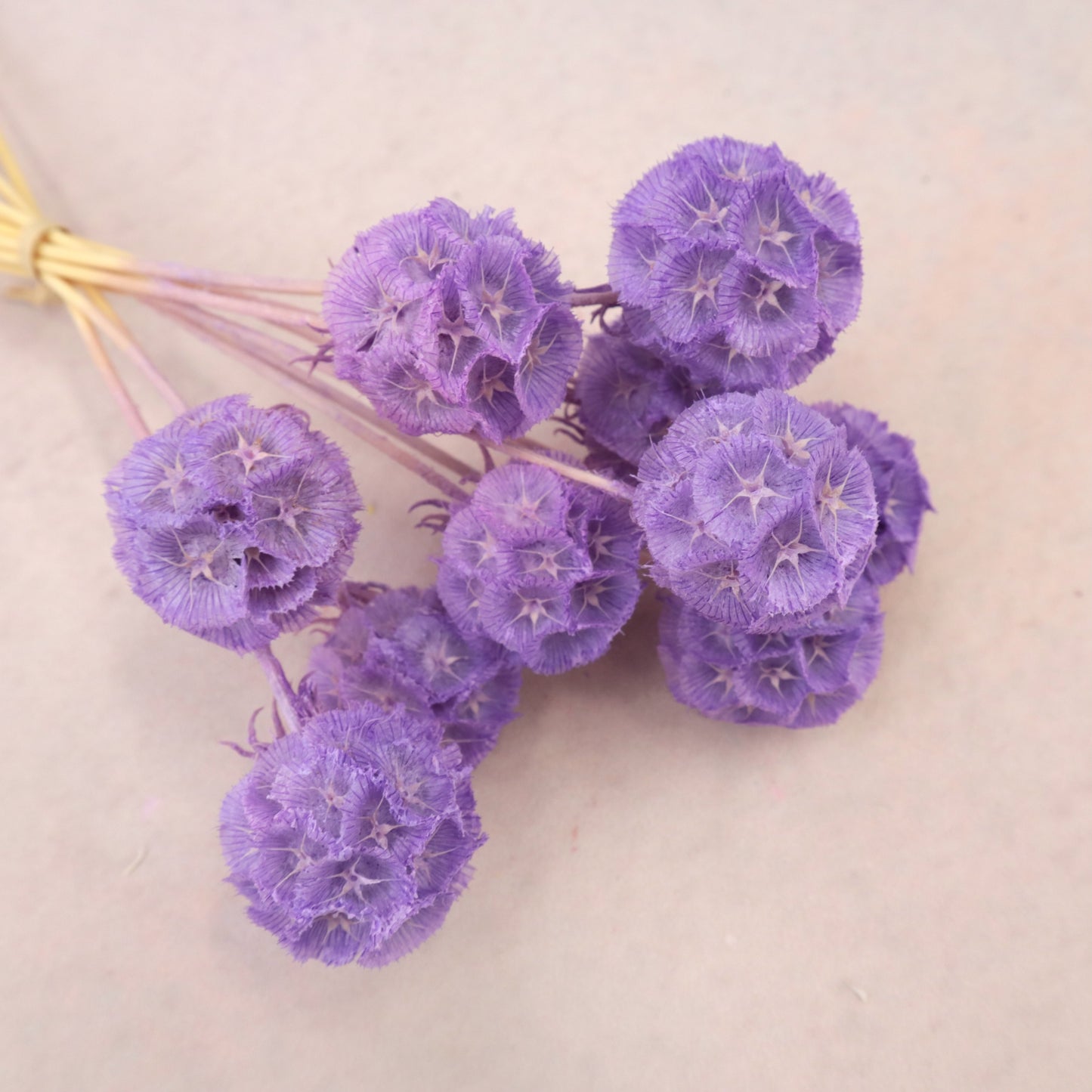 Scabiosa Purple
