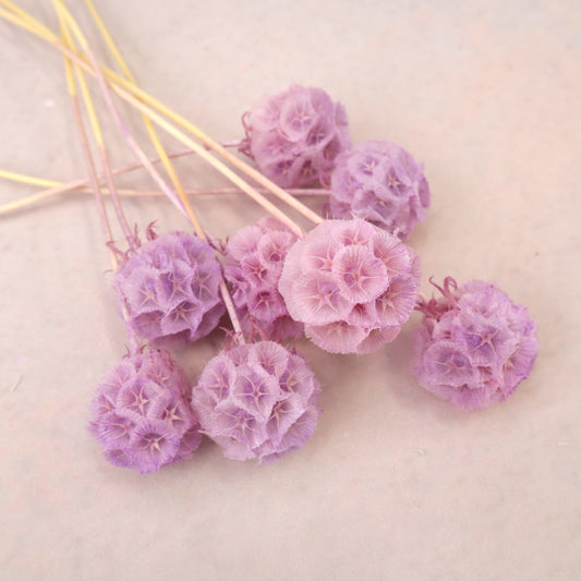 Scabiosa Ombré Mauve