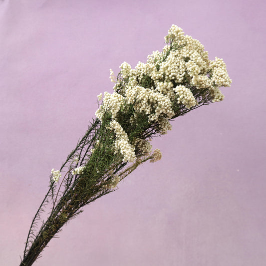 Rice Flower Natural Green