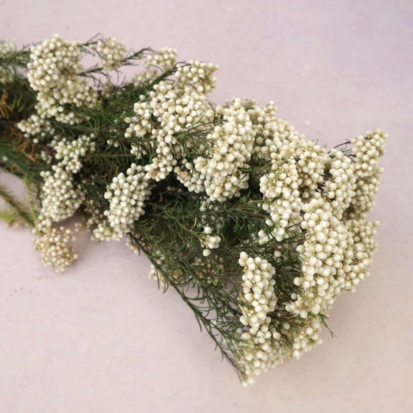 Rice Flower Natural Green
