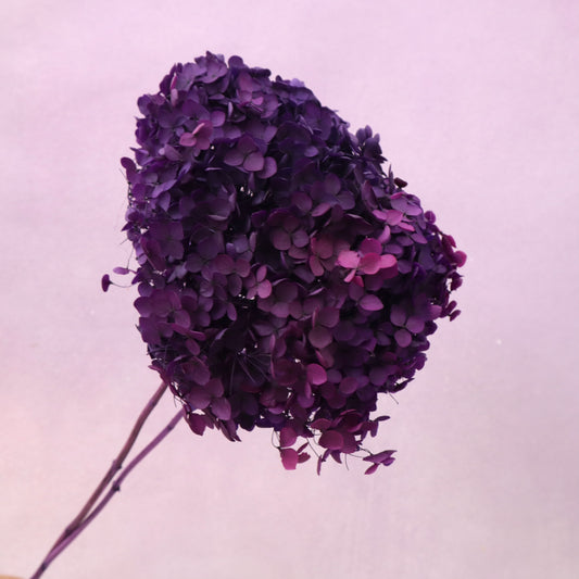 Annabelle Hydrangea Royal Purple