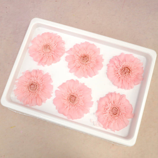 Gerbera Daisy Pink