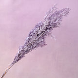 Italian Ruscus Purple
