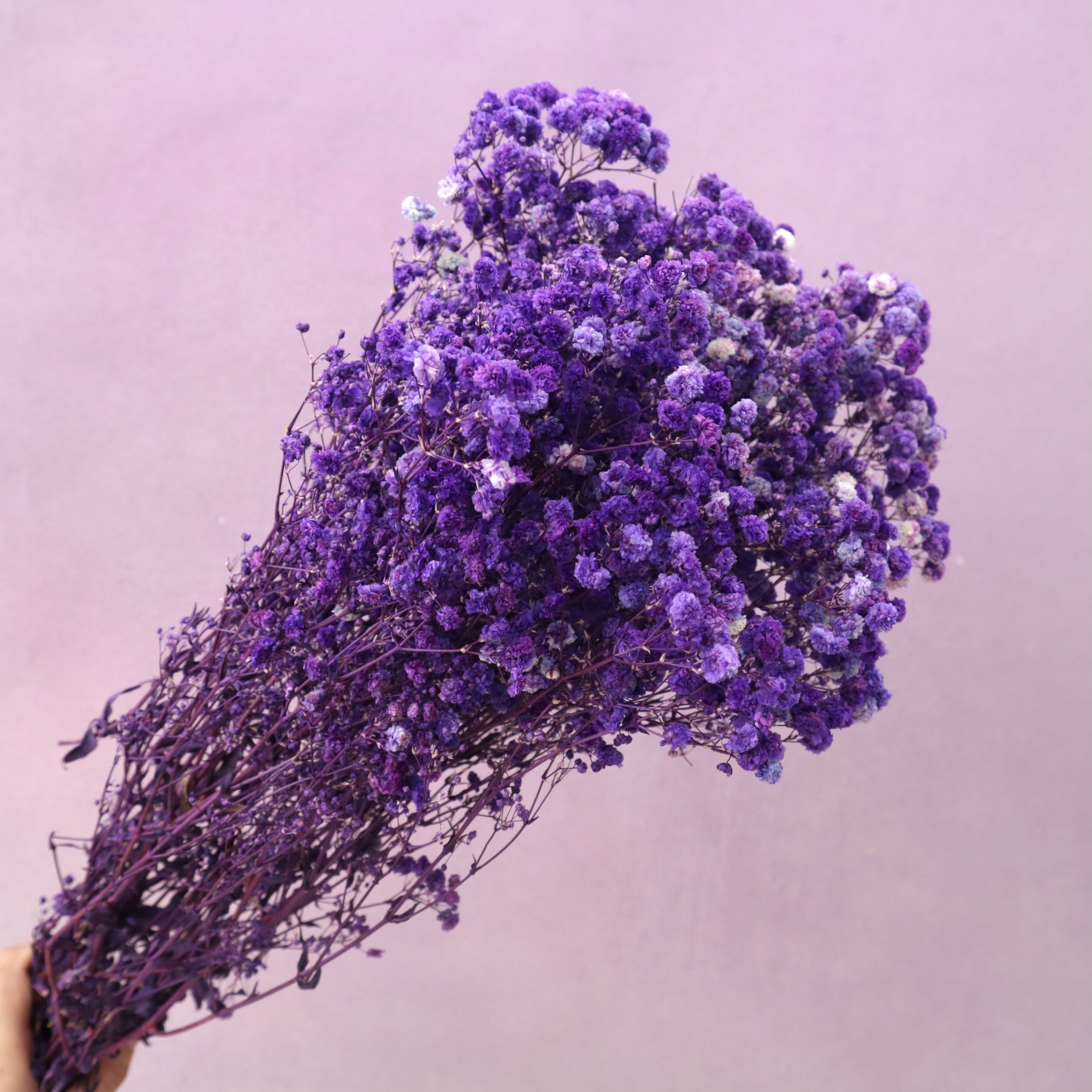 Baby's Breath Purple