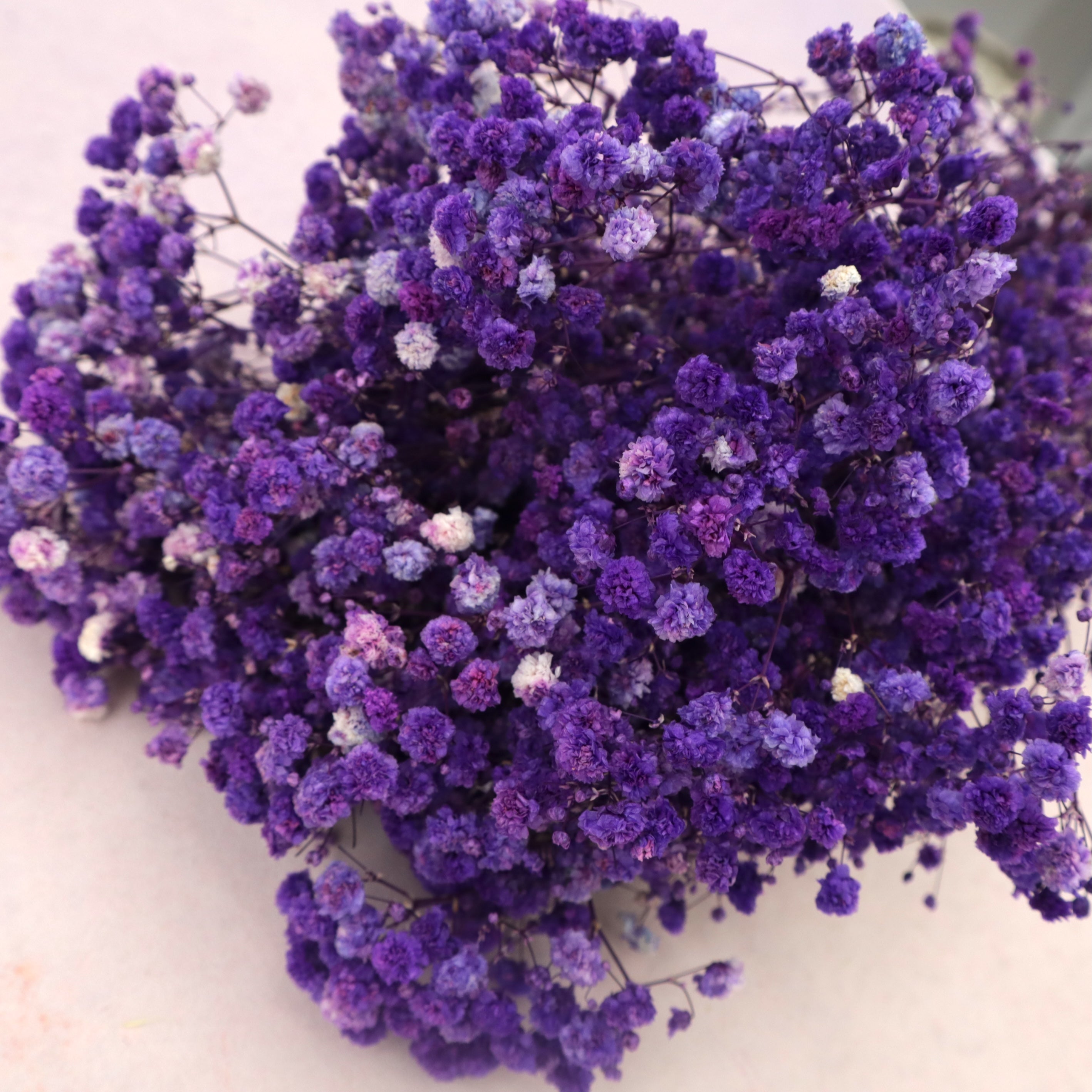 Baby's Breath Purple