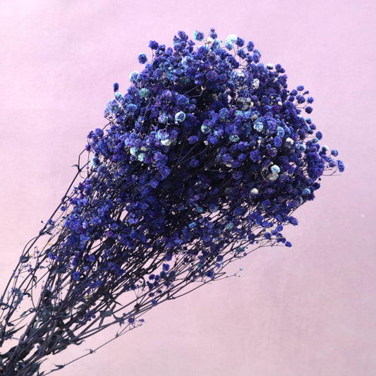 Baby's Breath Royal Blue