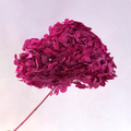 Annabelle Hydrangea Fuchsia