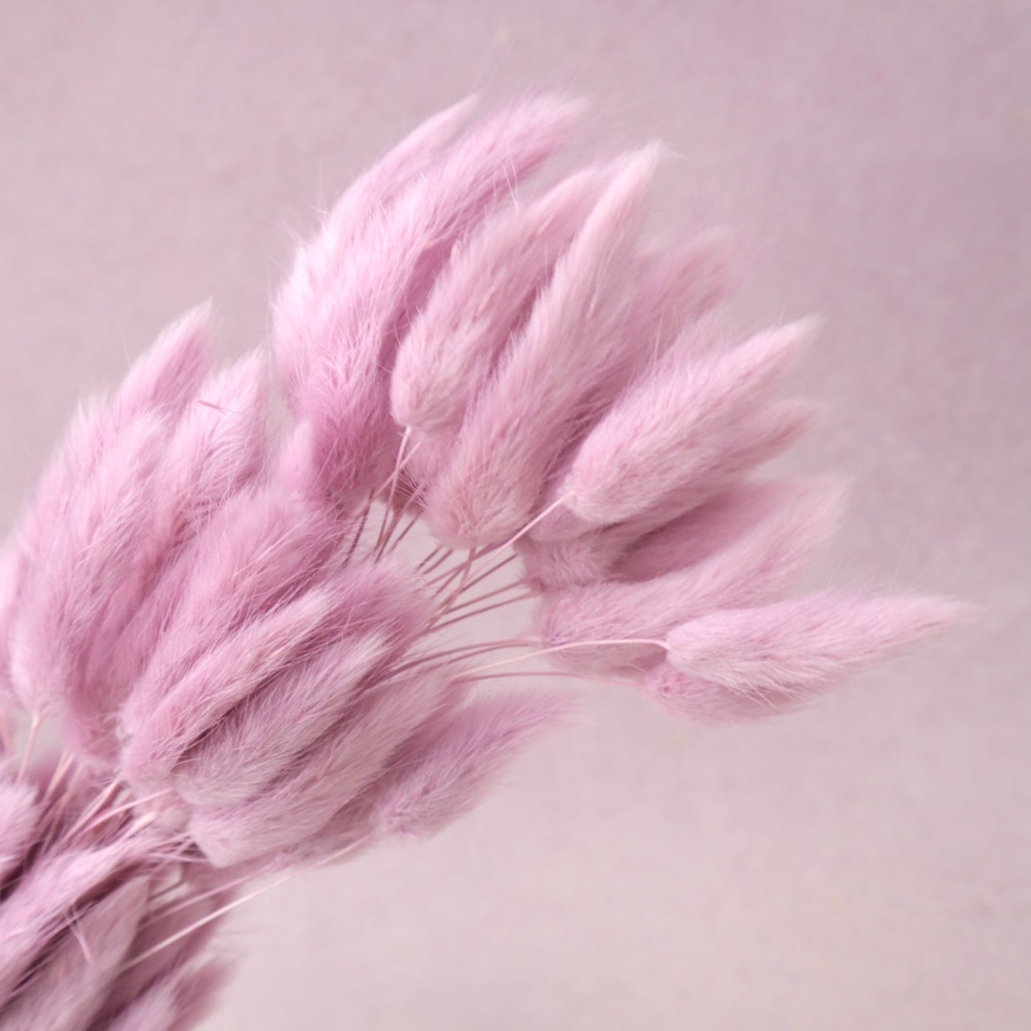Bunny Tails Mauve