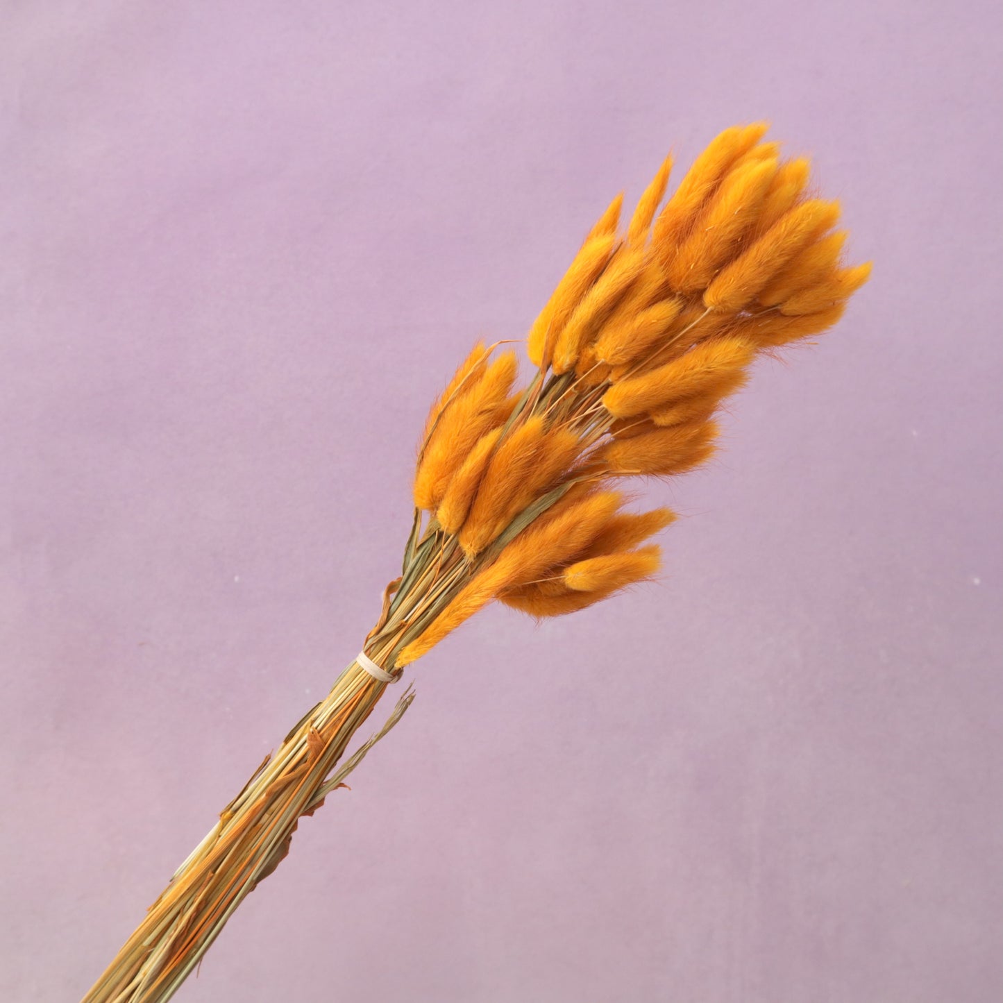 Bunny Tails Ginger
