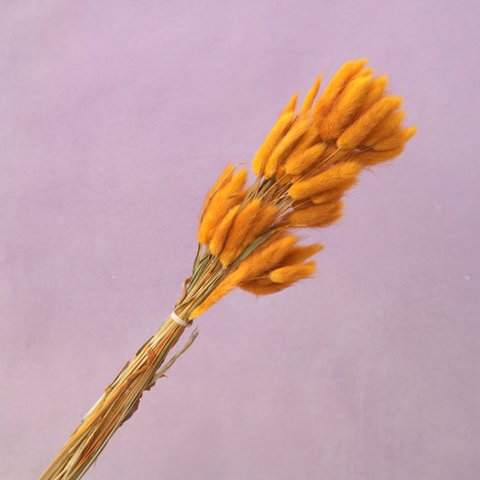 Bunny Tails Ginger