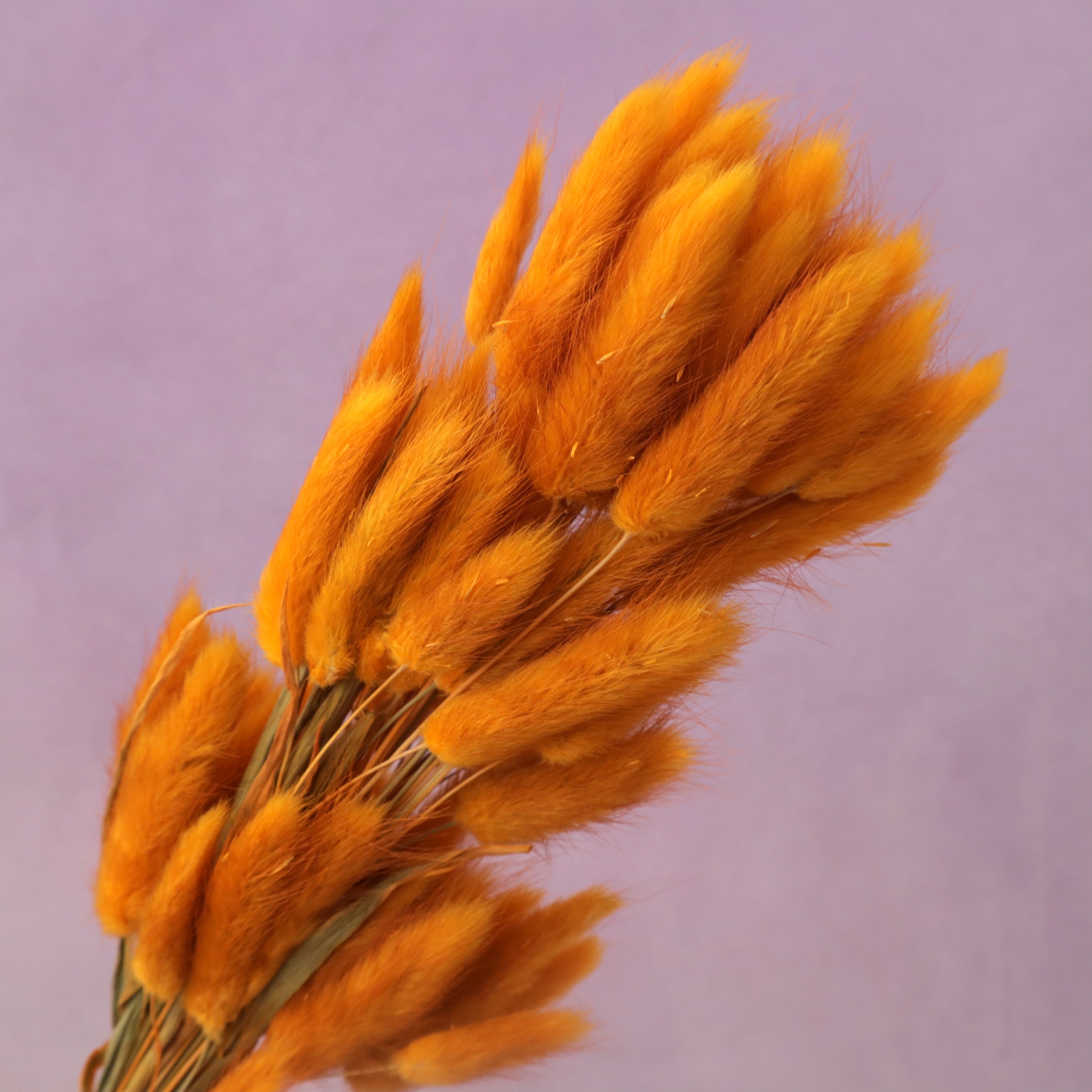 Bunny Tails Ginger