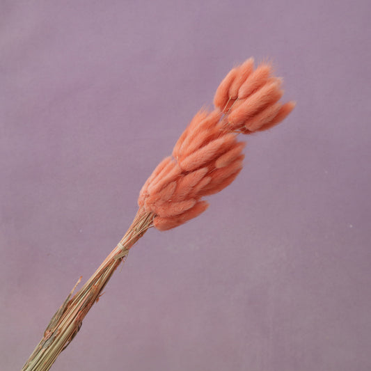 Bunny Tails Coral