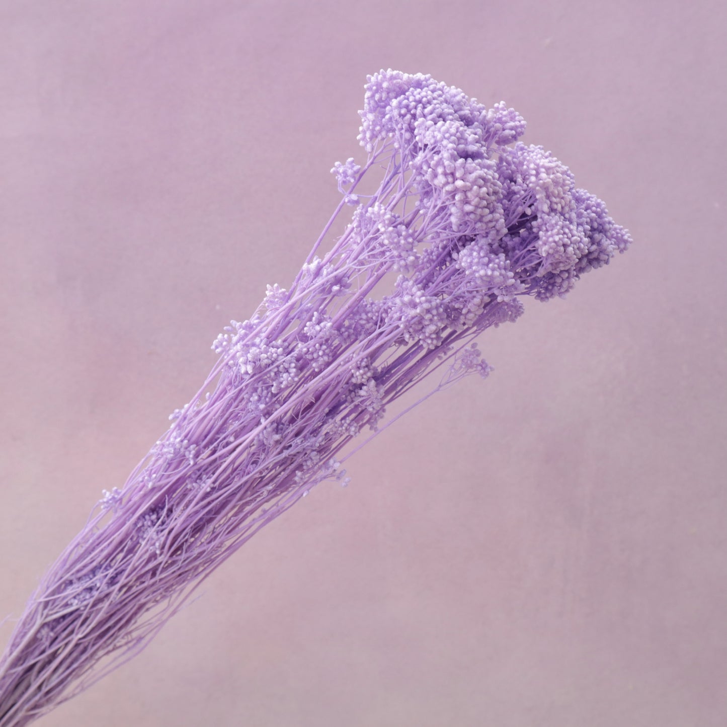 Rice Flower Bright Mauve