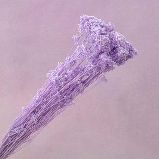 Rice Flower Bright Mauve