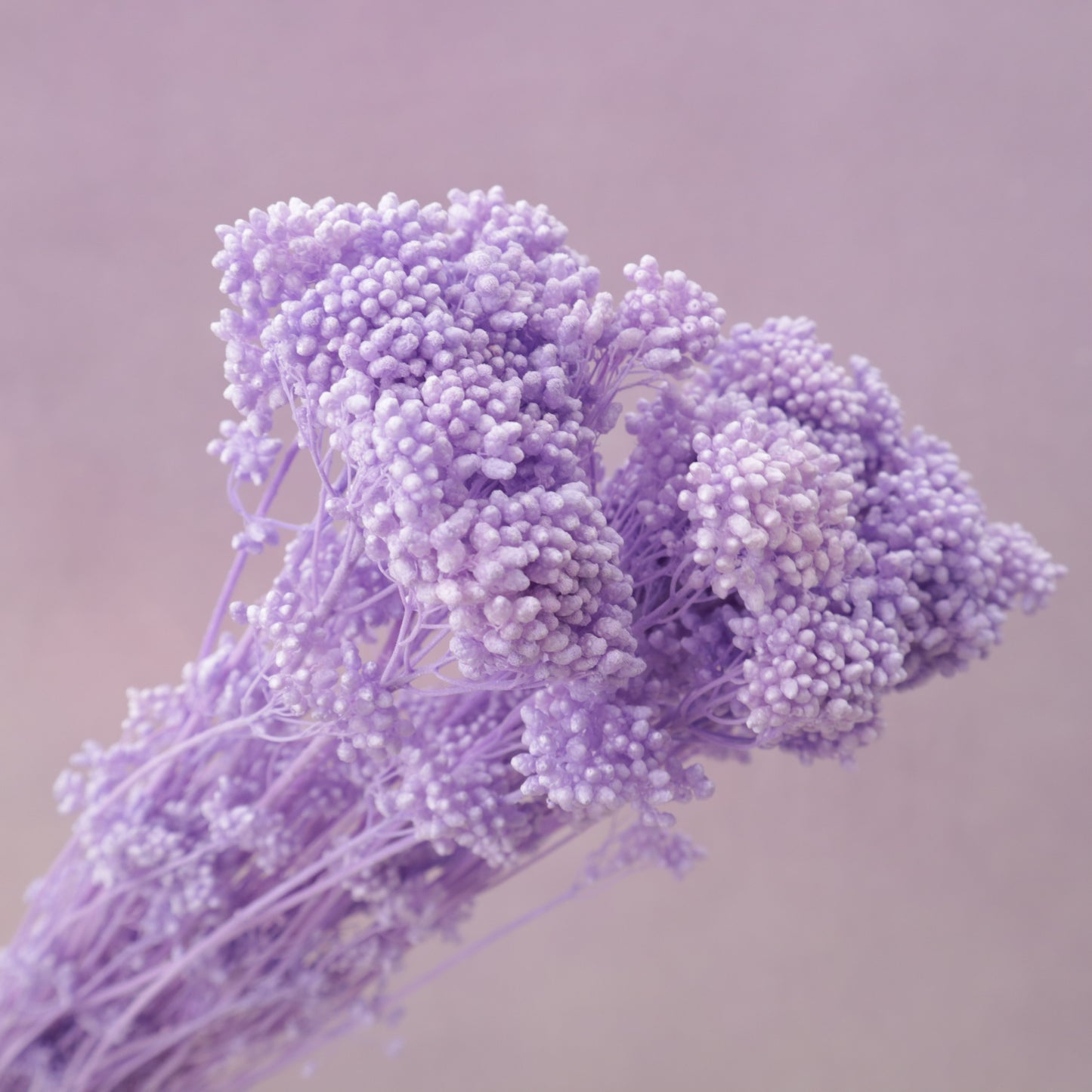 Rice Flower Bright Mauve