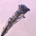 Rice Flower Deep Purple