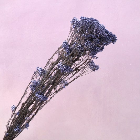 Rice Flower Deep Purple