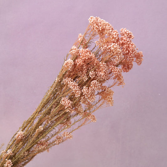 Rice Flower Coral Pink