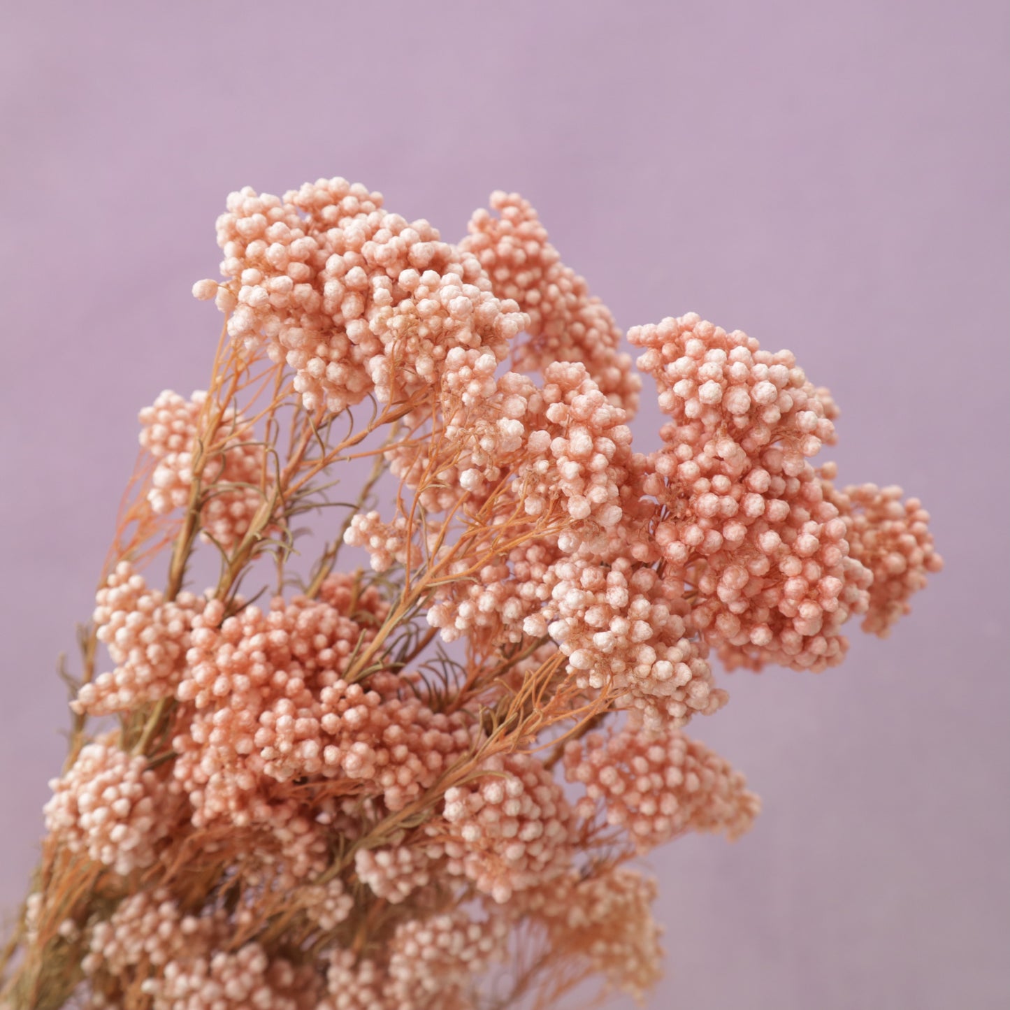 Rice Flower Coral Pink