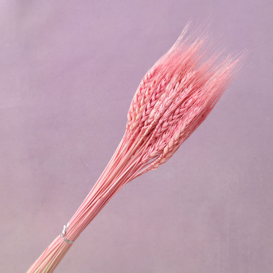 Dried Wheat Brink Pink