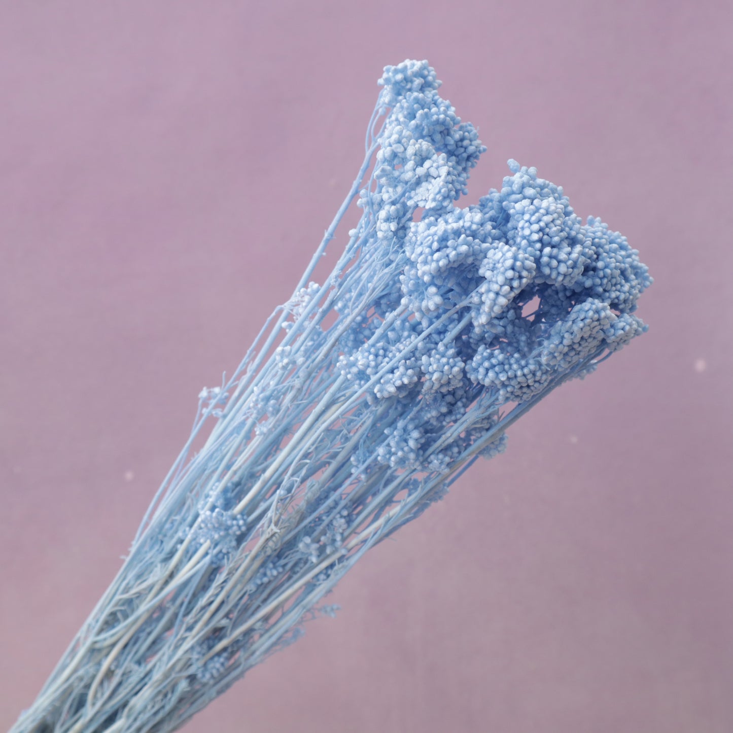 Rice Flower Sky Blue