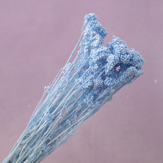 Rice Flower Sky Blue