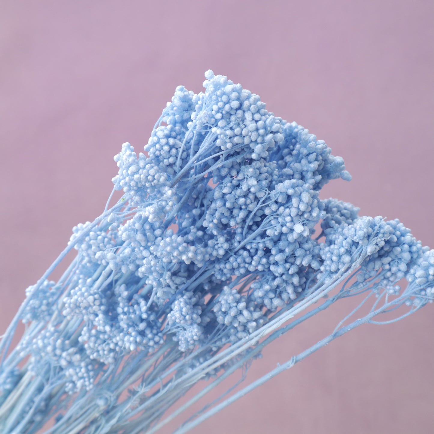 Rice Flower Sky Blue