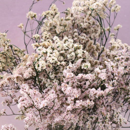 Statice Limonium Sinuatum Pink (clearance)