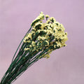 Statice Light Yellow
