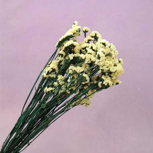 Statice Light Yellow