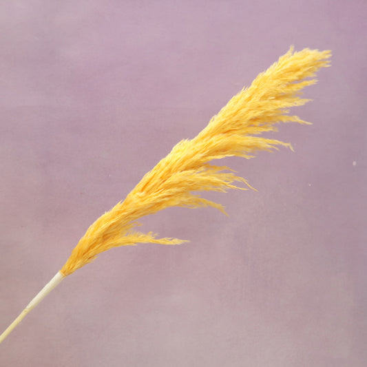 Pampas Grass Mango Yellow