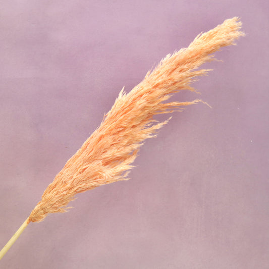 Pampas Grass Coral