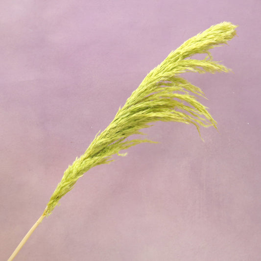 Pampas Grass Lime Green