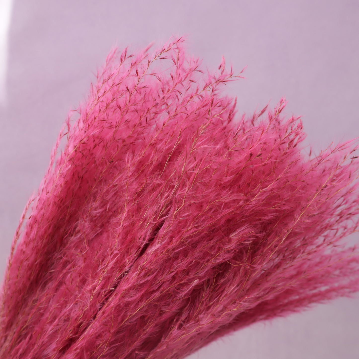 Soft Horsetail Magenta