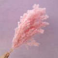 Ming Fern Pink