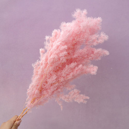 Ming Fern Pink