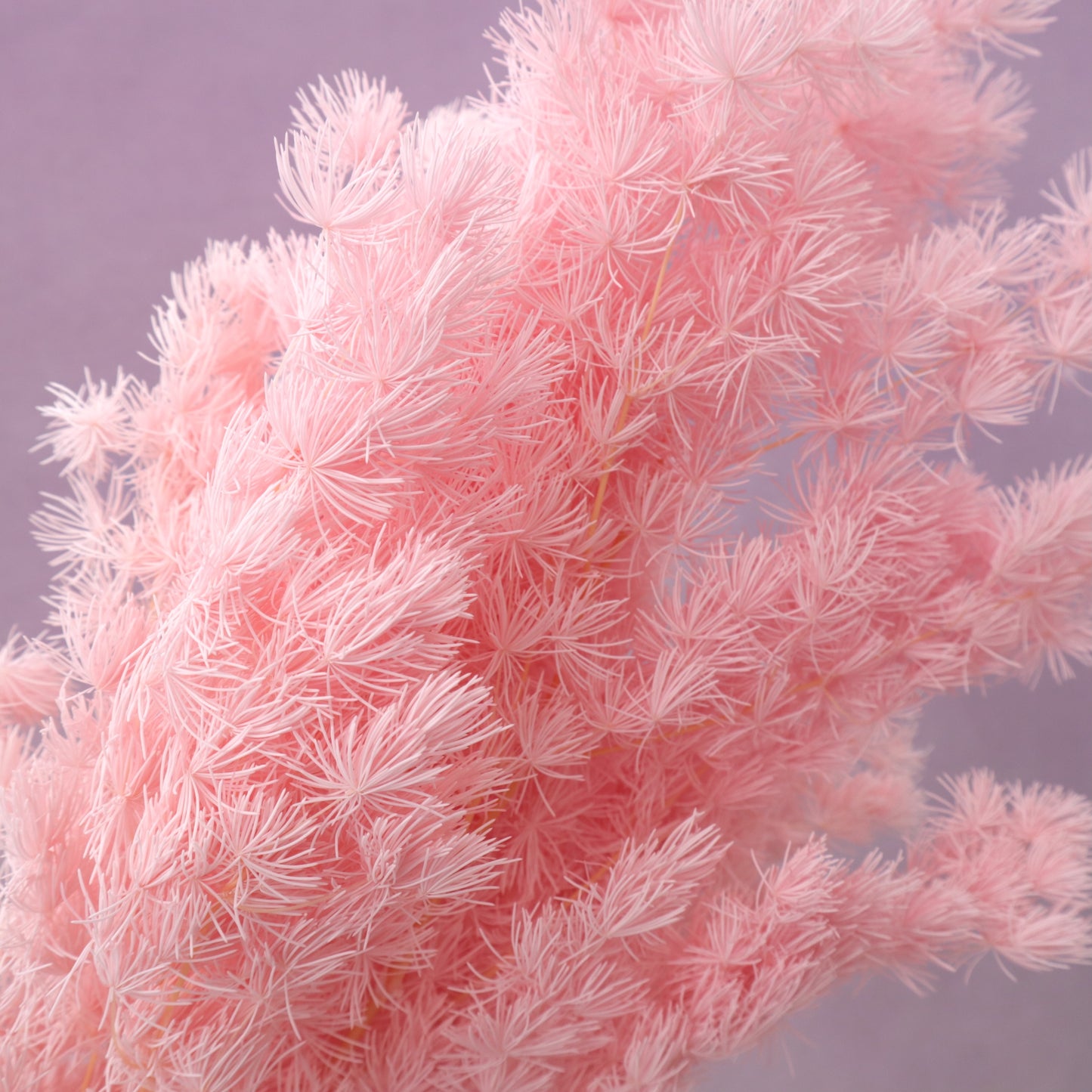 Ming Fern Pink