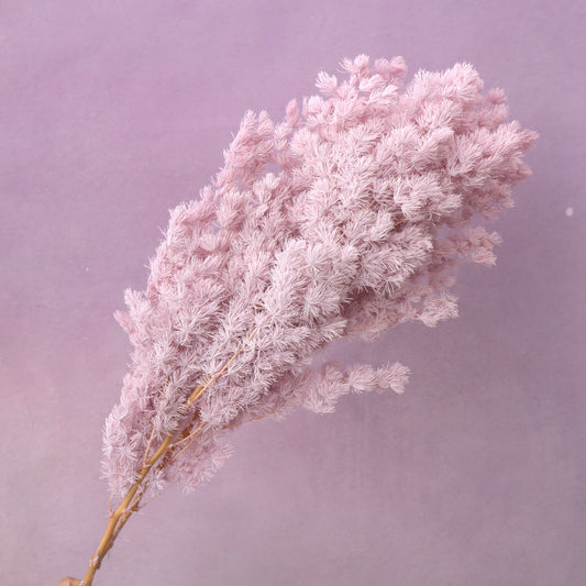 Ming Fern Mauve