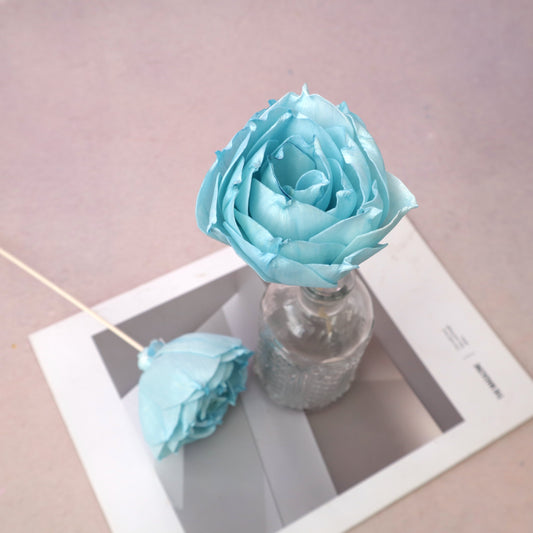 Rosa Chinensis Baby Blue