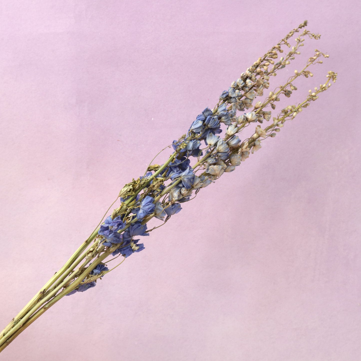 Dried Delphinium
