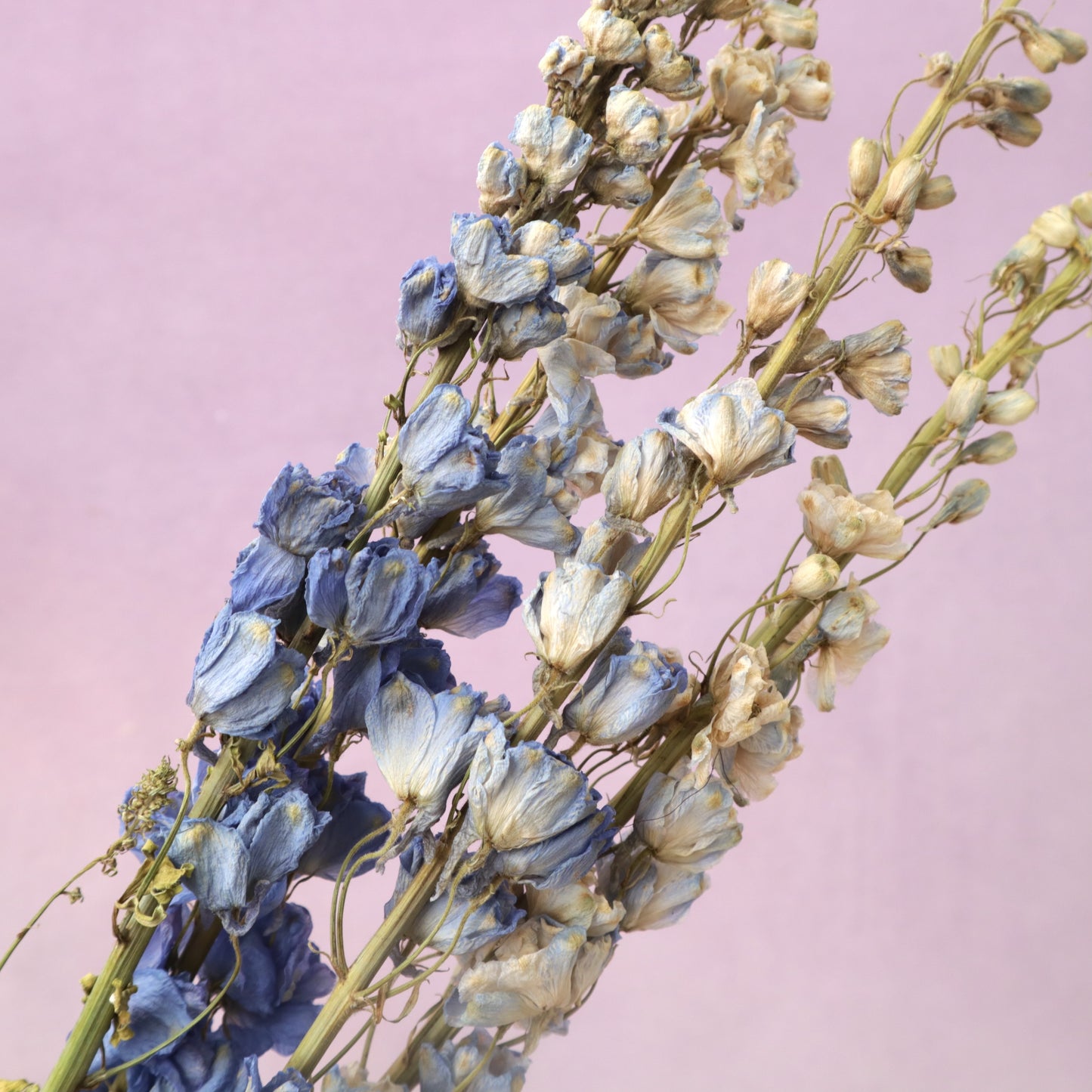 Dried Delphinium