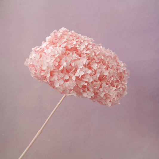 Annabelle Hydrangea Sakura Pink