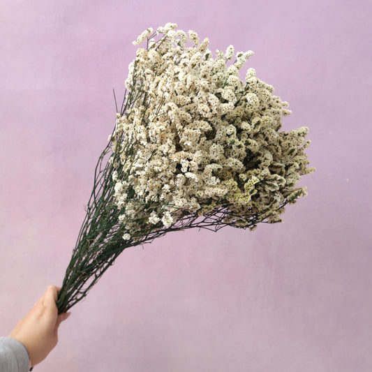 Statice Limonium Sinuatum Cream