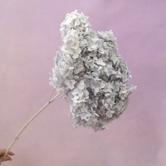 Annabelle Hydrangea Pearl Grey