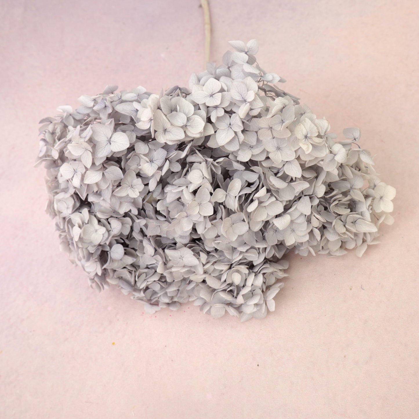 Annabelle Hydrangea Pearl Grey