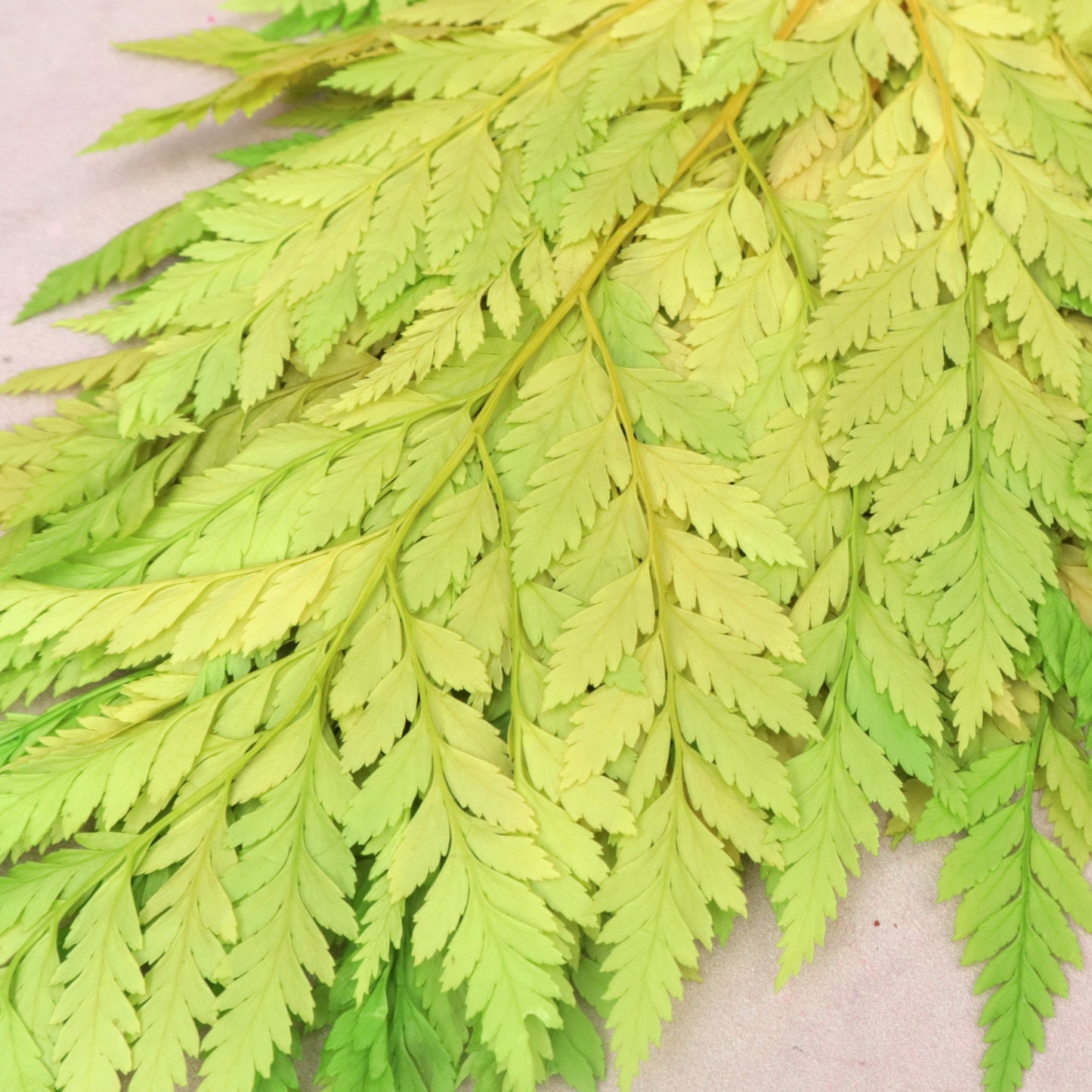 Leather Fern Small Lime (Clearance)